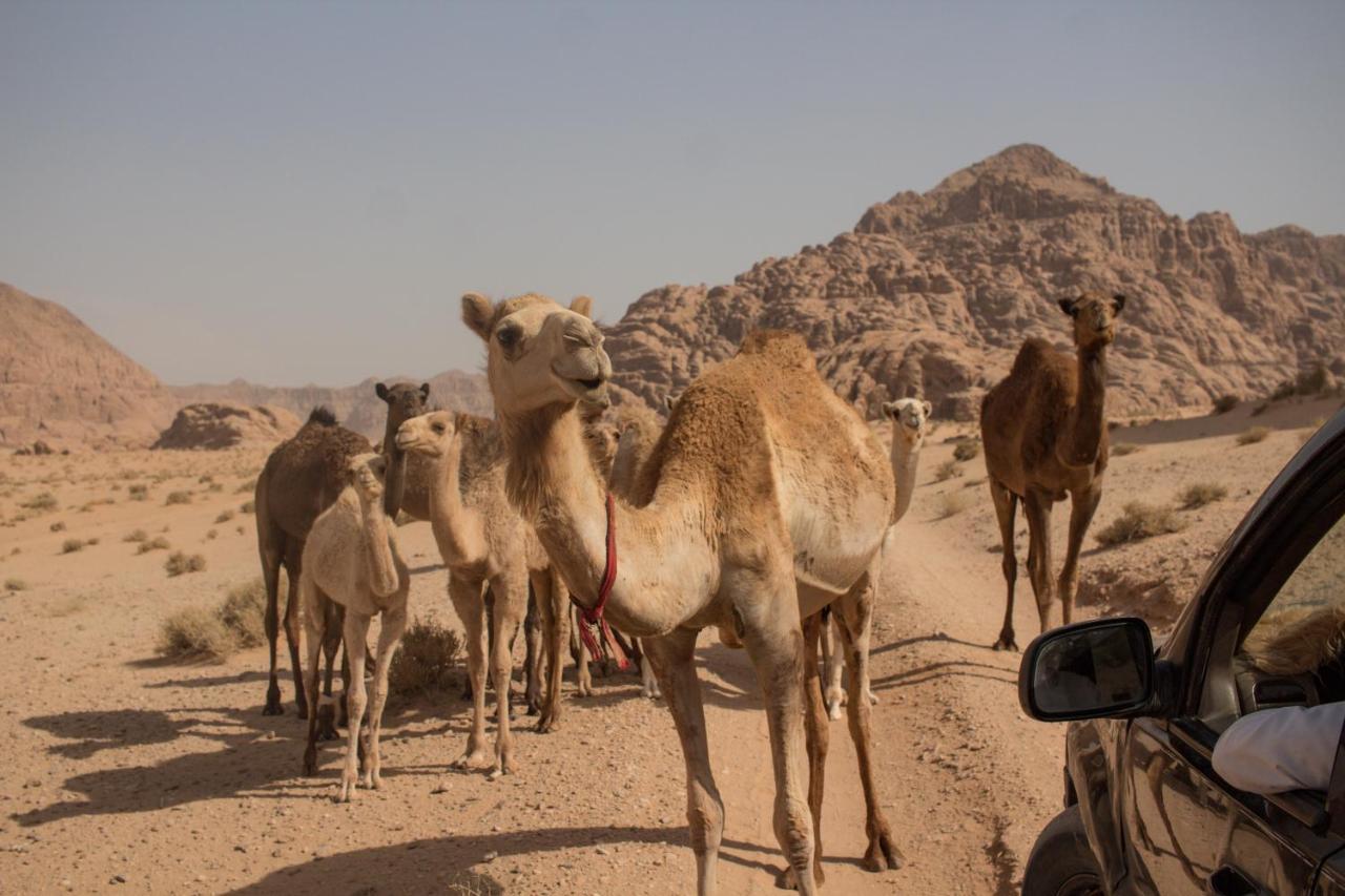 Bedouins Life Camp Hotel Aqaba Ngoại thất bức ảnh
